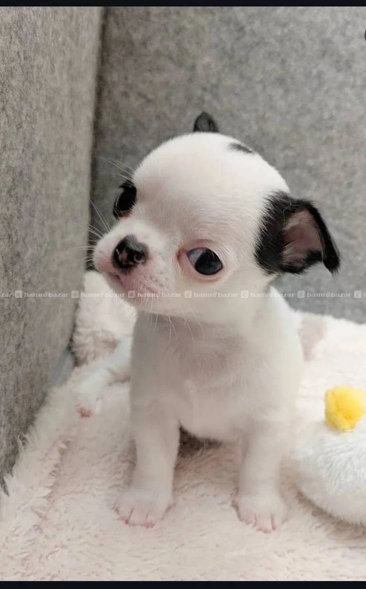 Chihuahua puppy available 2