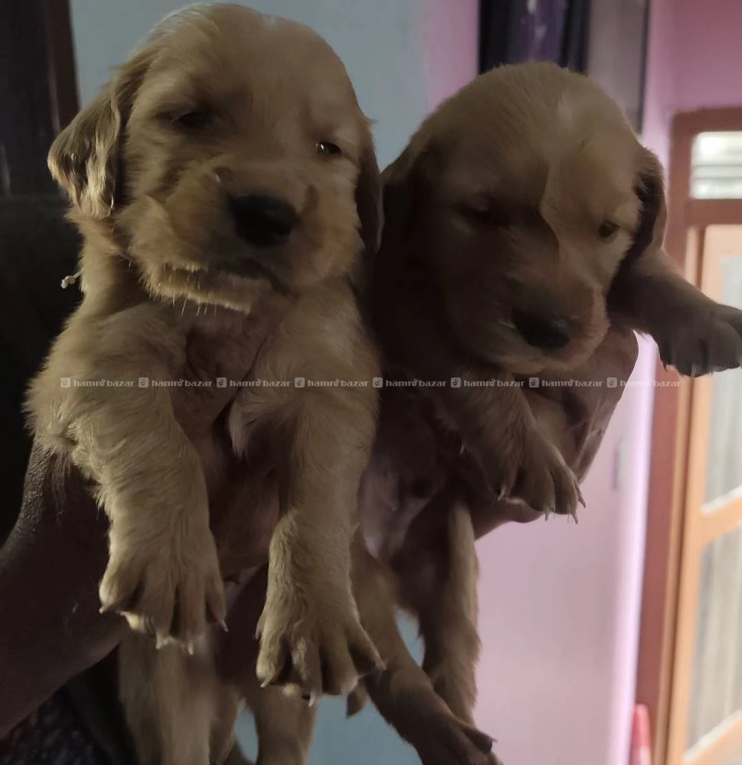 Golden  Retriever