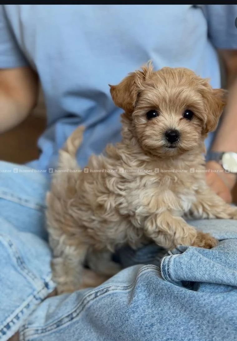 Toy maltipoo available