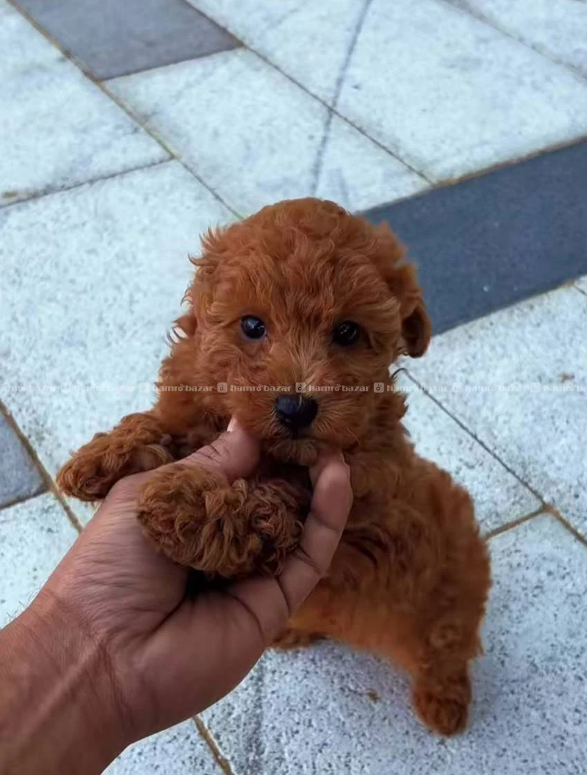 Toy Poodle male available