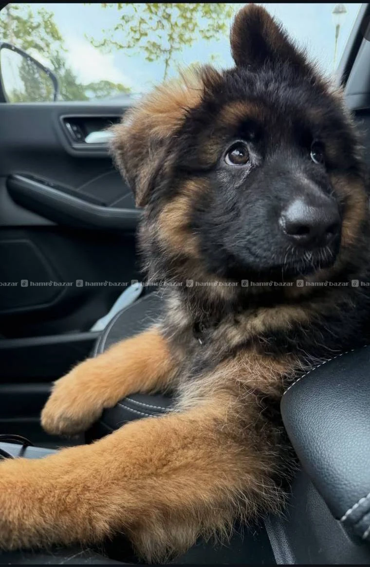 German shepherd available 2