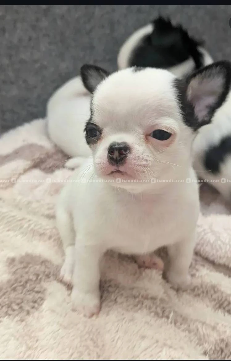 Chihuahua puppy available 3