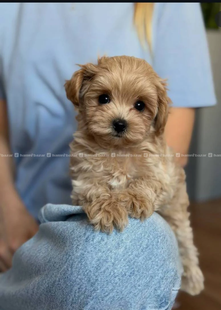 Toy maltipoo available 3