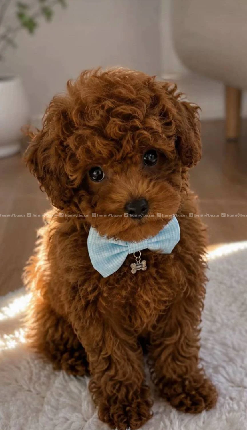 Toy poodle female available