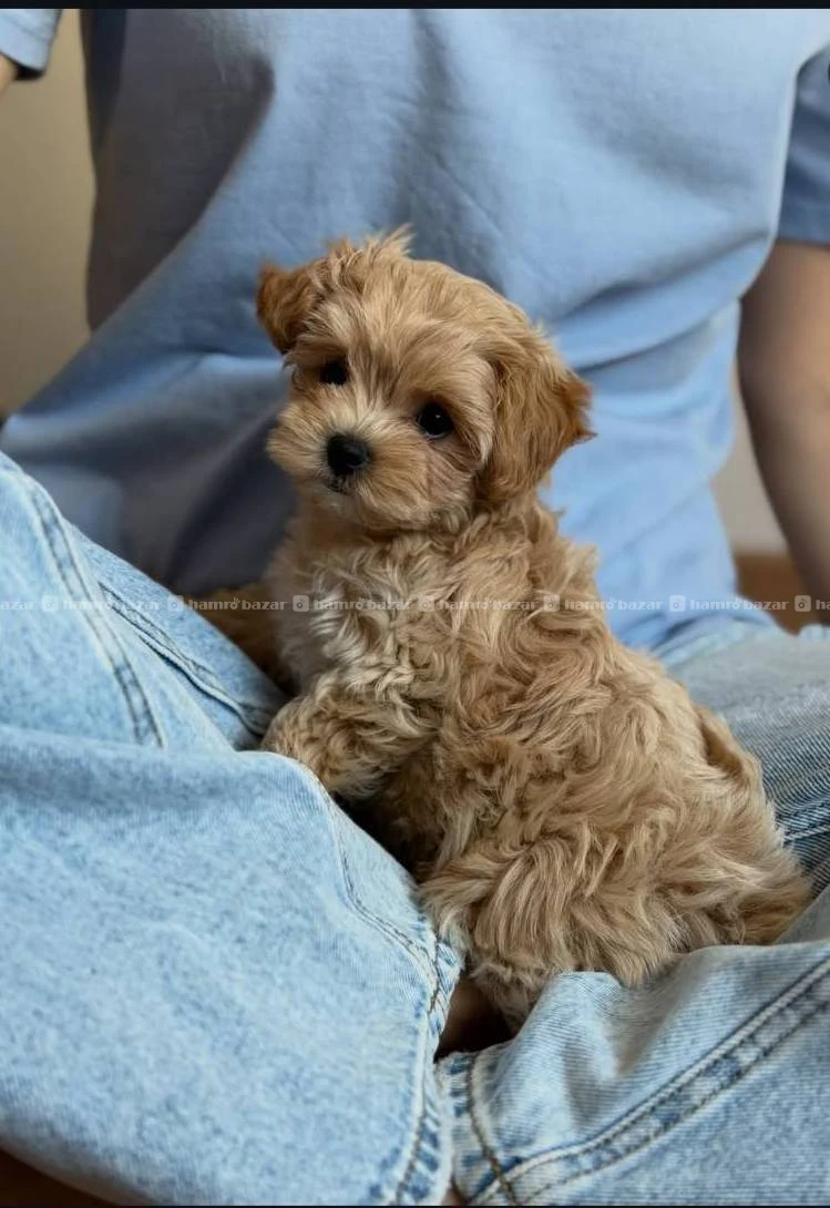 Toy maltipoo available 2