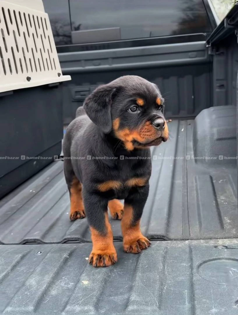 Rotweiler available