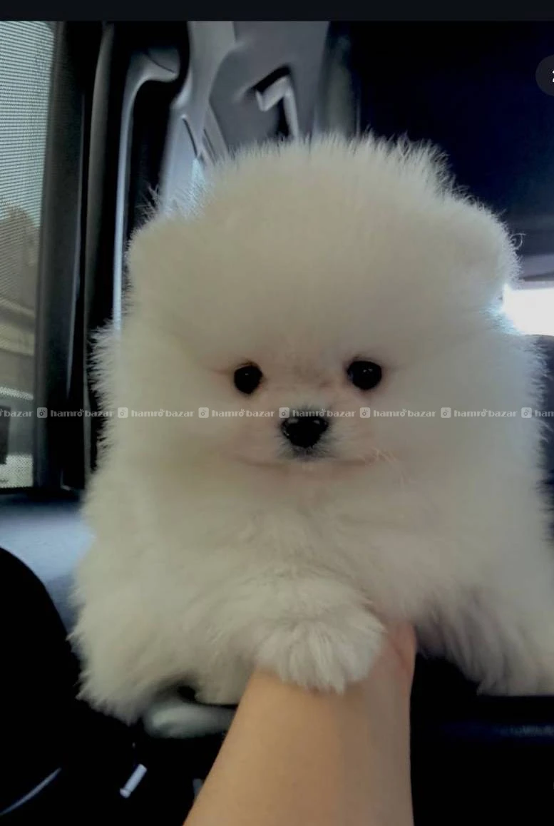 Pomeranian available