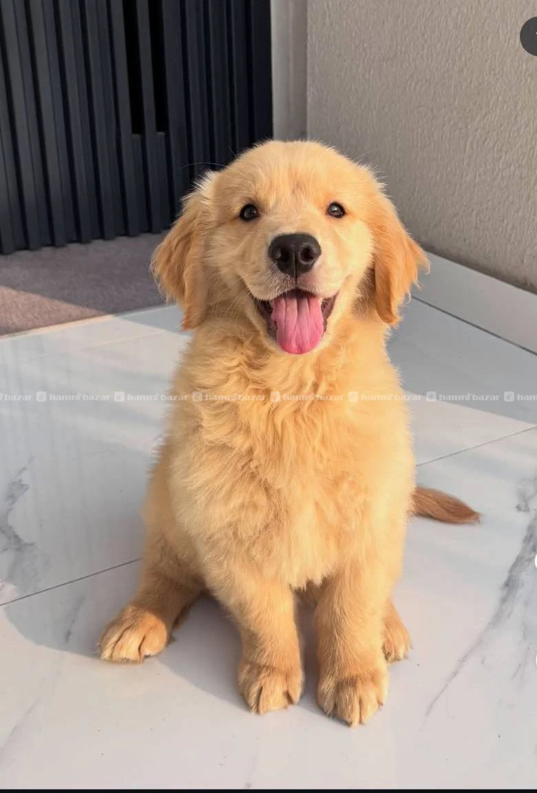 Golden retriever Available