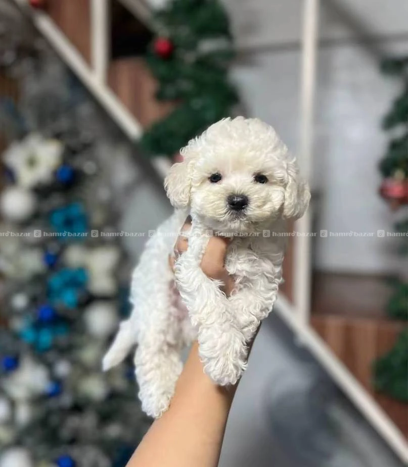 White poodle male available