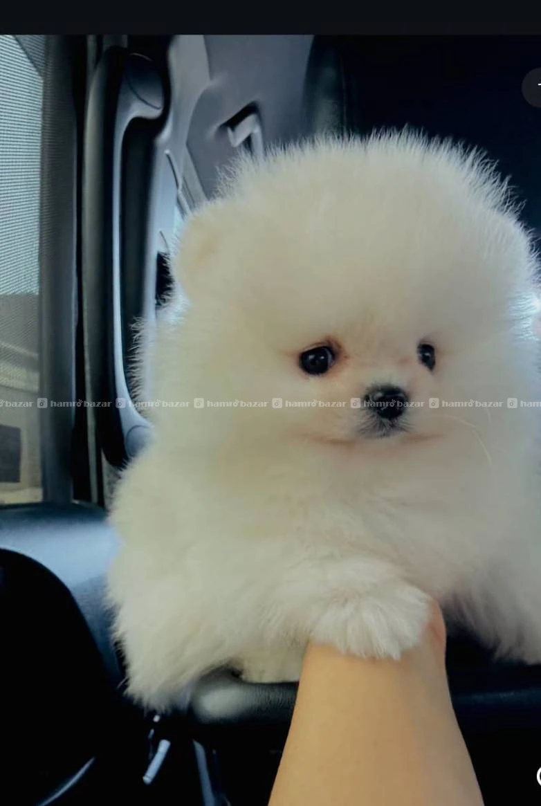 Pomeranian available 2