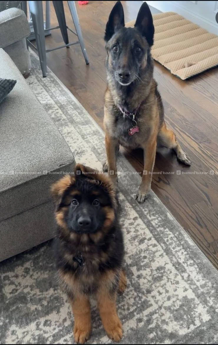 German shepherd available 3