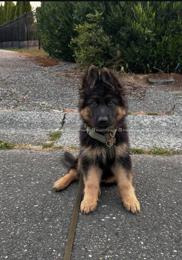 German shepherd available
