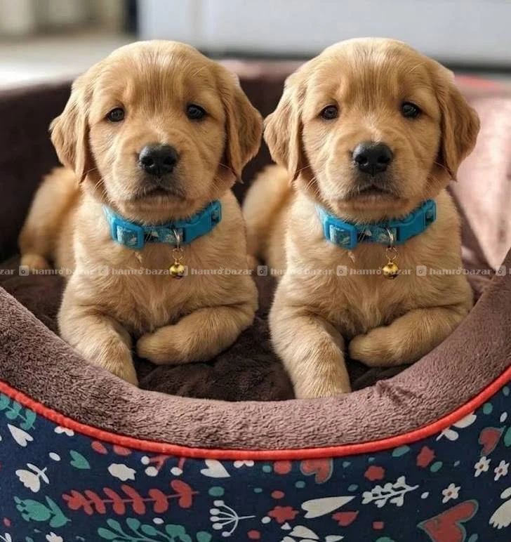 Golden retriever male puppy on sale