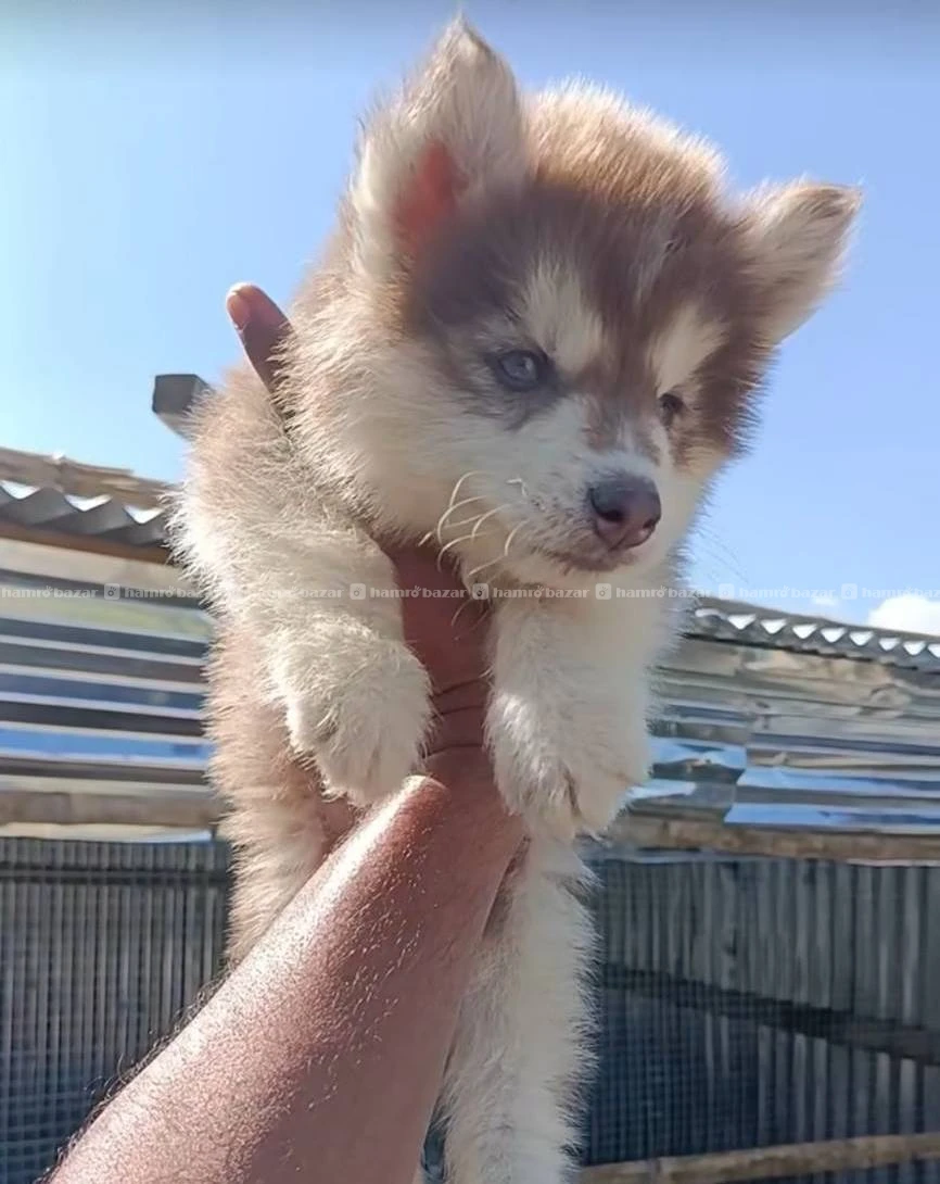 Husky