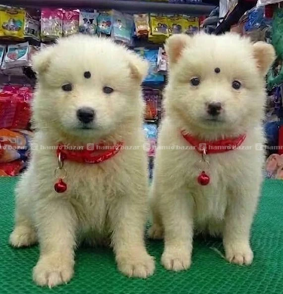 Japanese spitz male puppy on sale