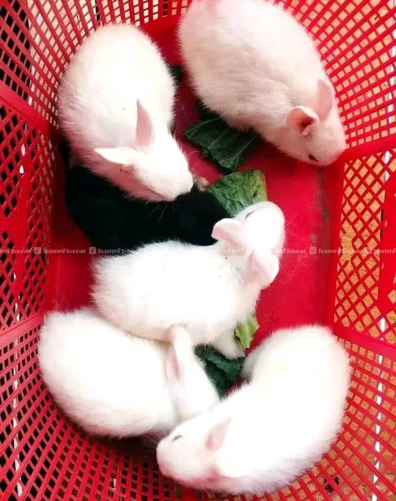 Rabbit baby