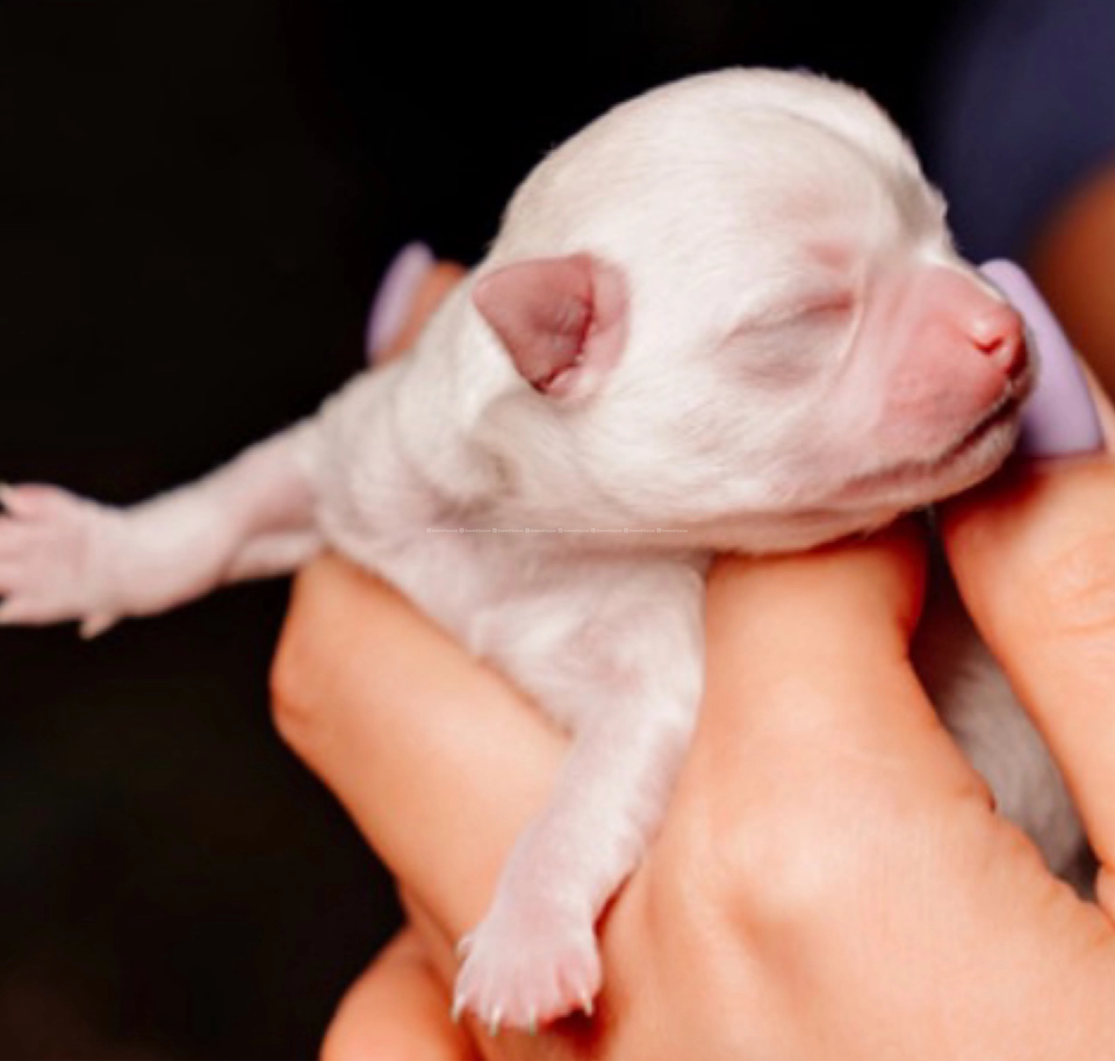 Chihuahua Puppies