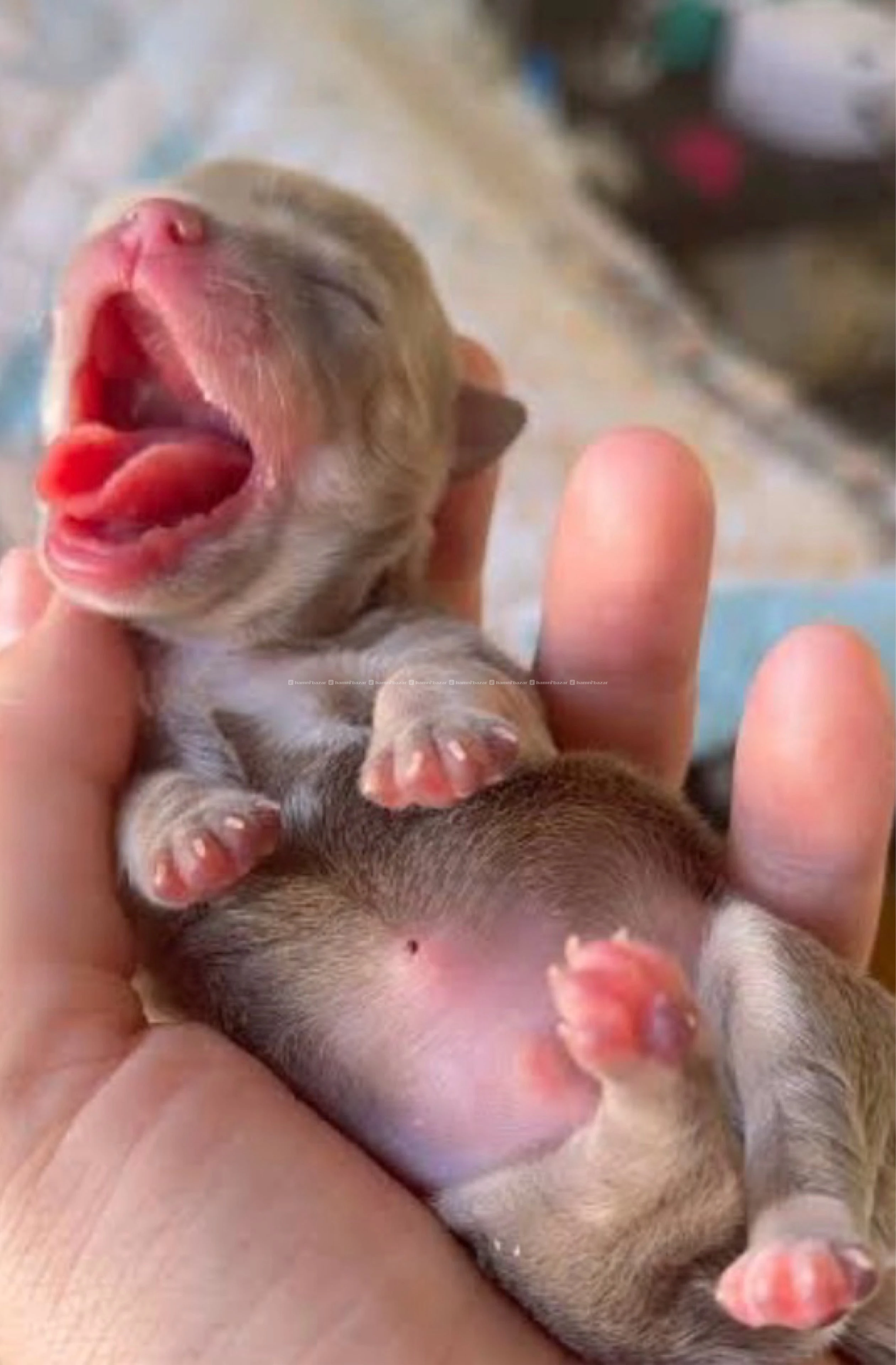Chihuahua Puppies 2