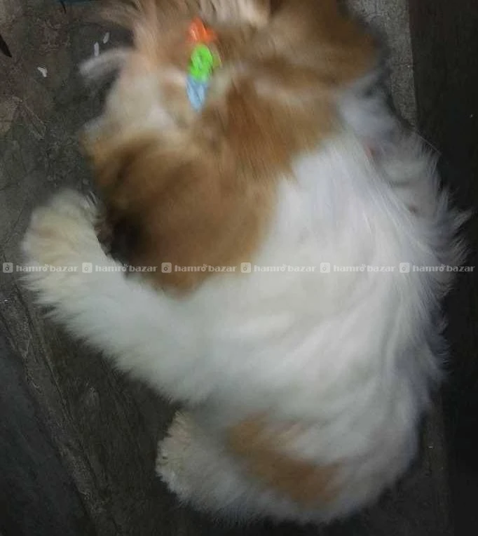 Shihtzu Female Puppy 6