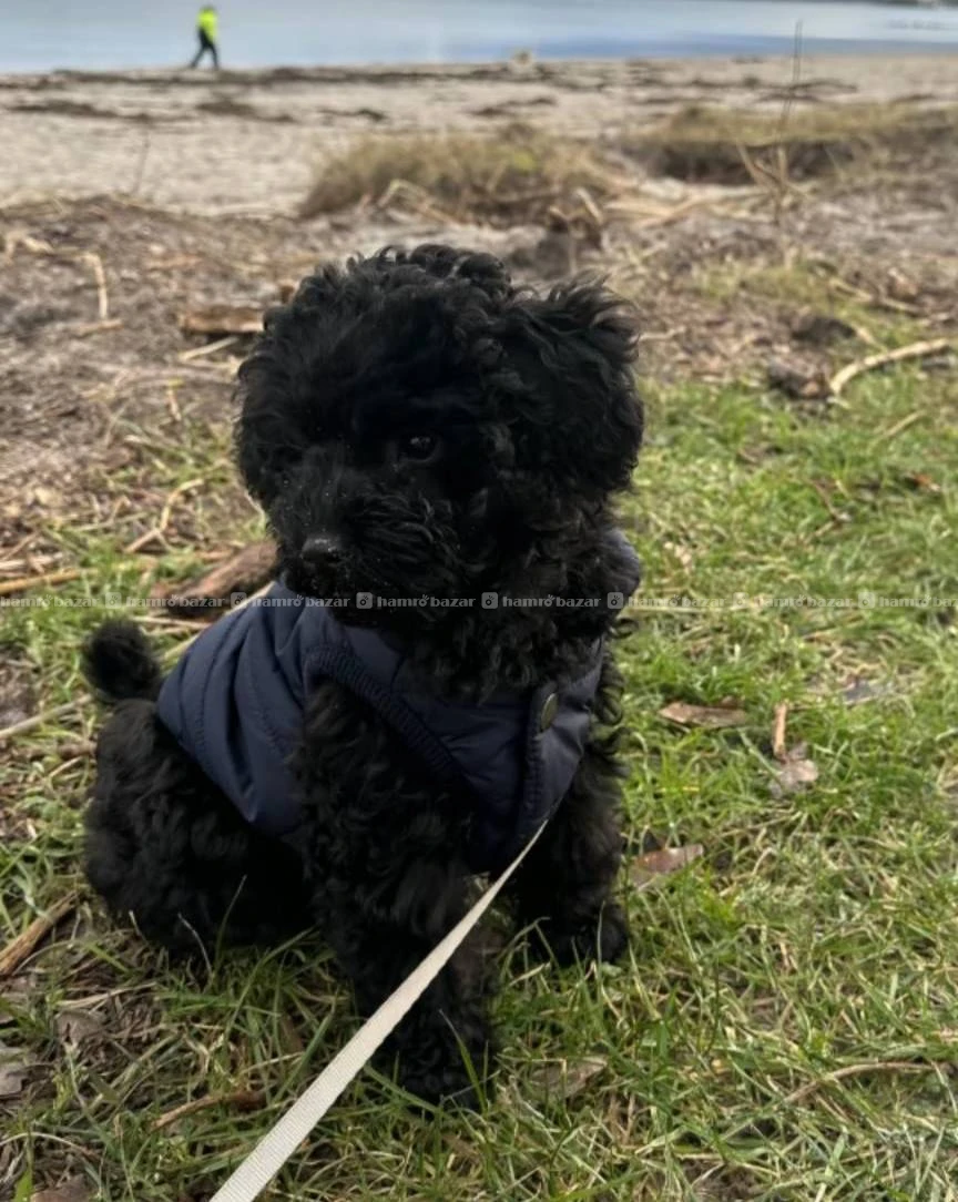 Full black poodle available