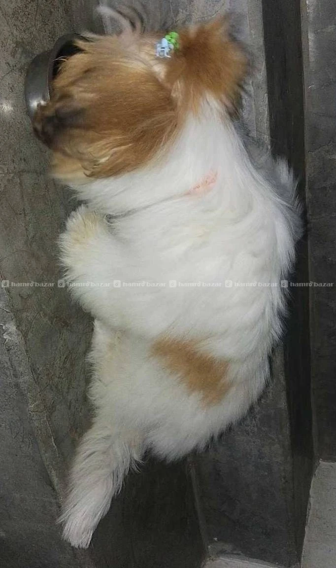 Shihtzu Female Puppy 4