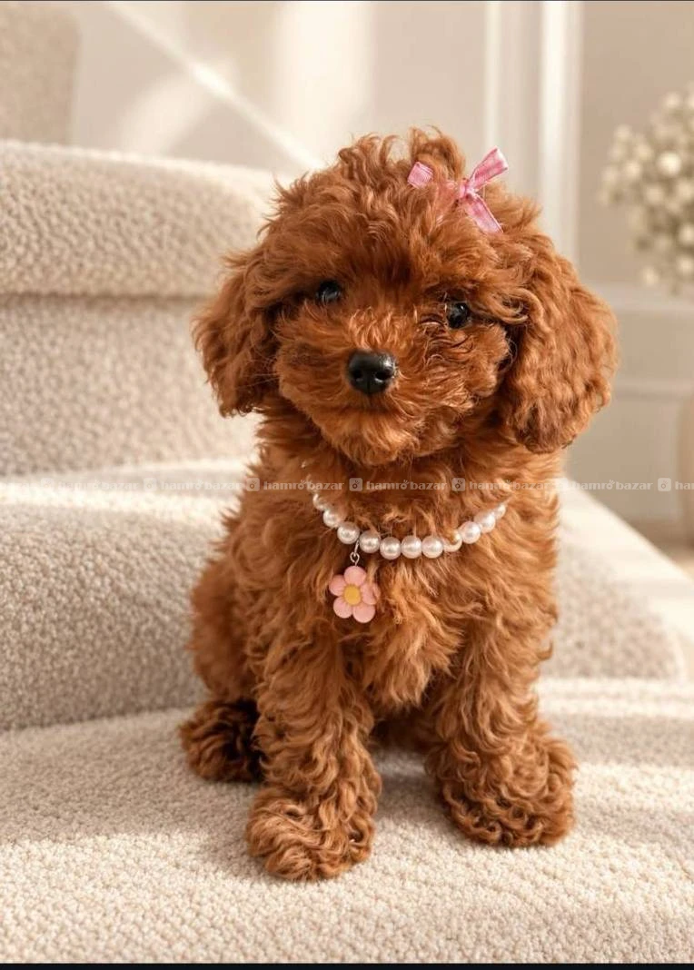 Toy poodle available