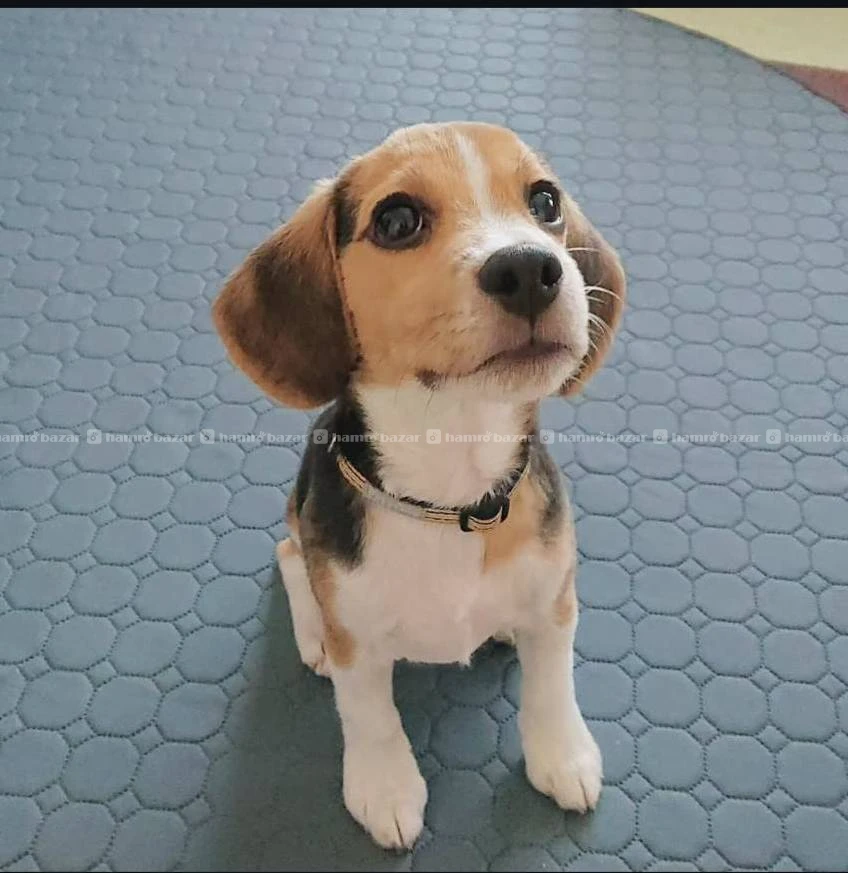 Beagle puppy available