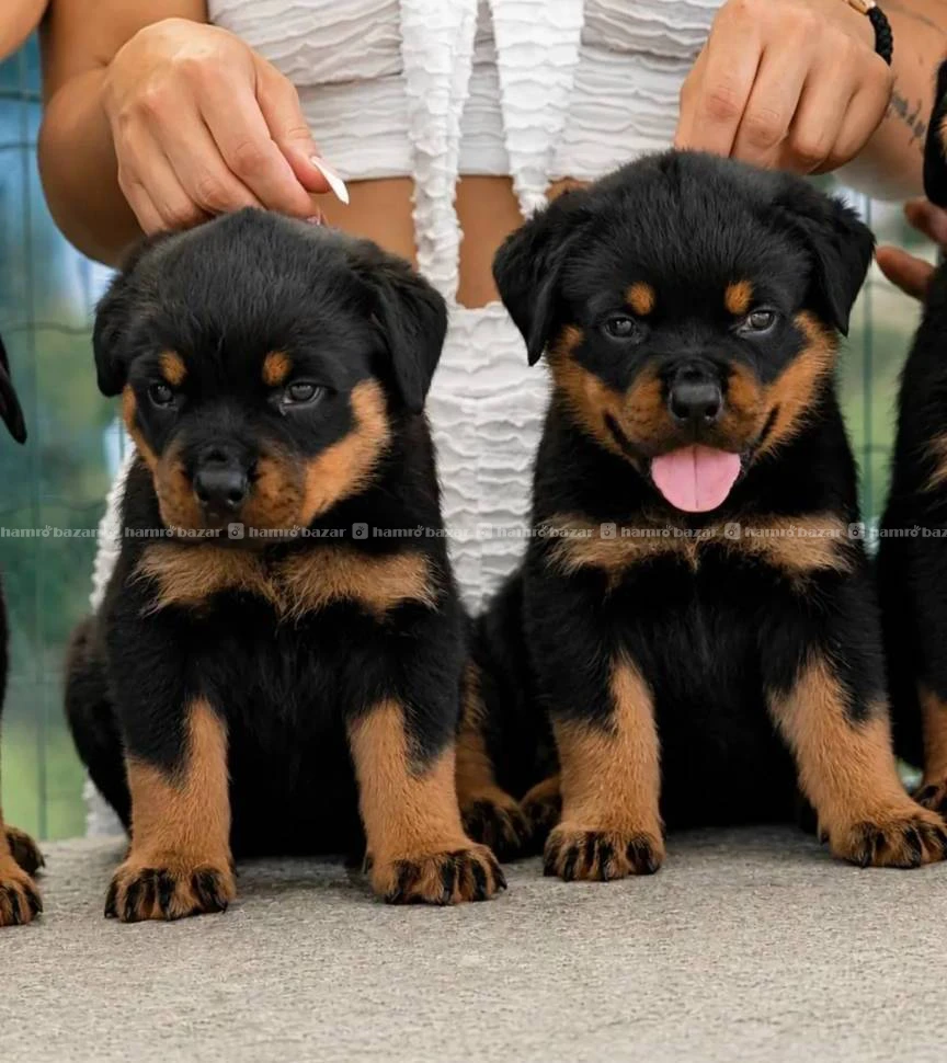 Rottweiler puppy available