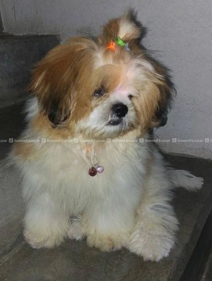 Shihtzu Female Puppy 3