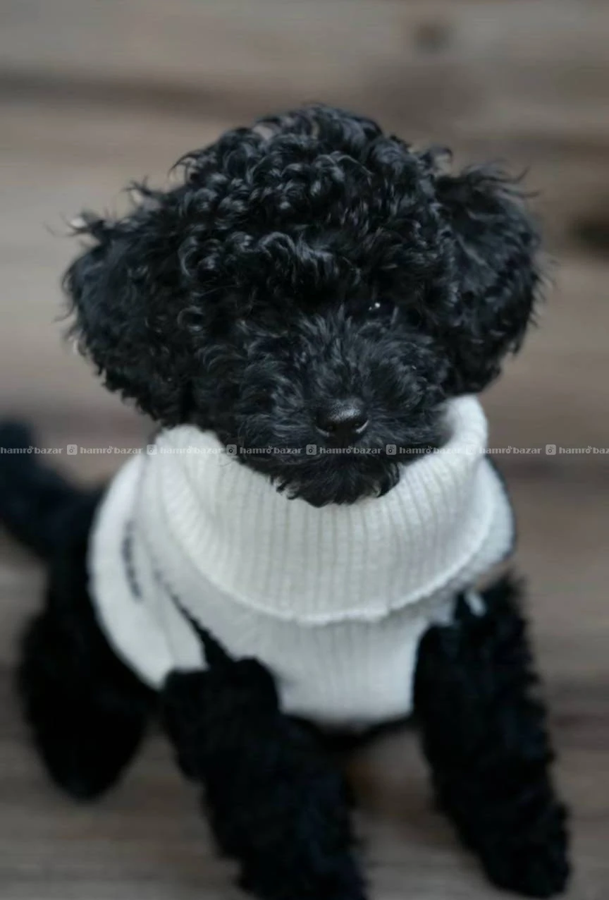 Full black poodle available 2