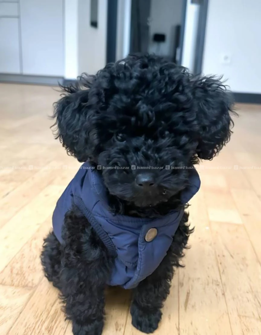 Full black poodle available 3