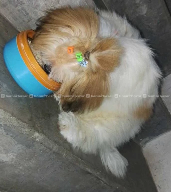 Shihtzu Female Puppy 2