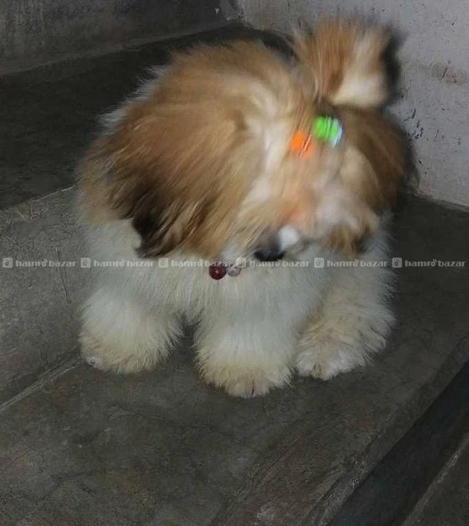 Shihtzu Female Puppy