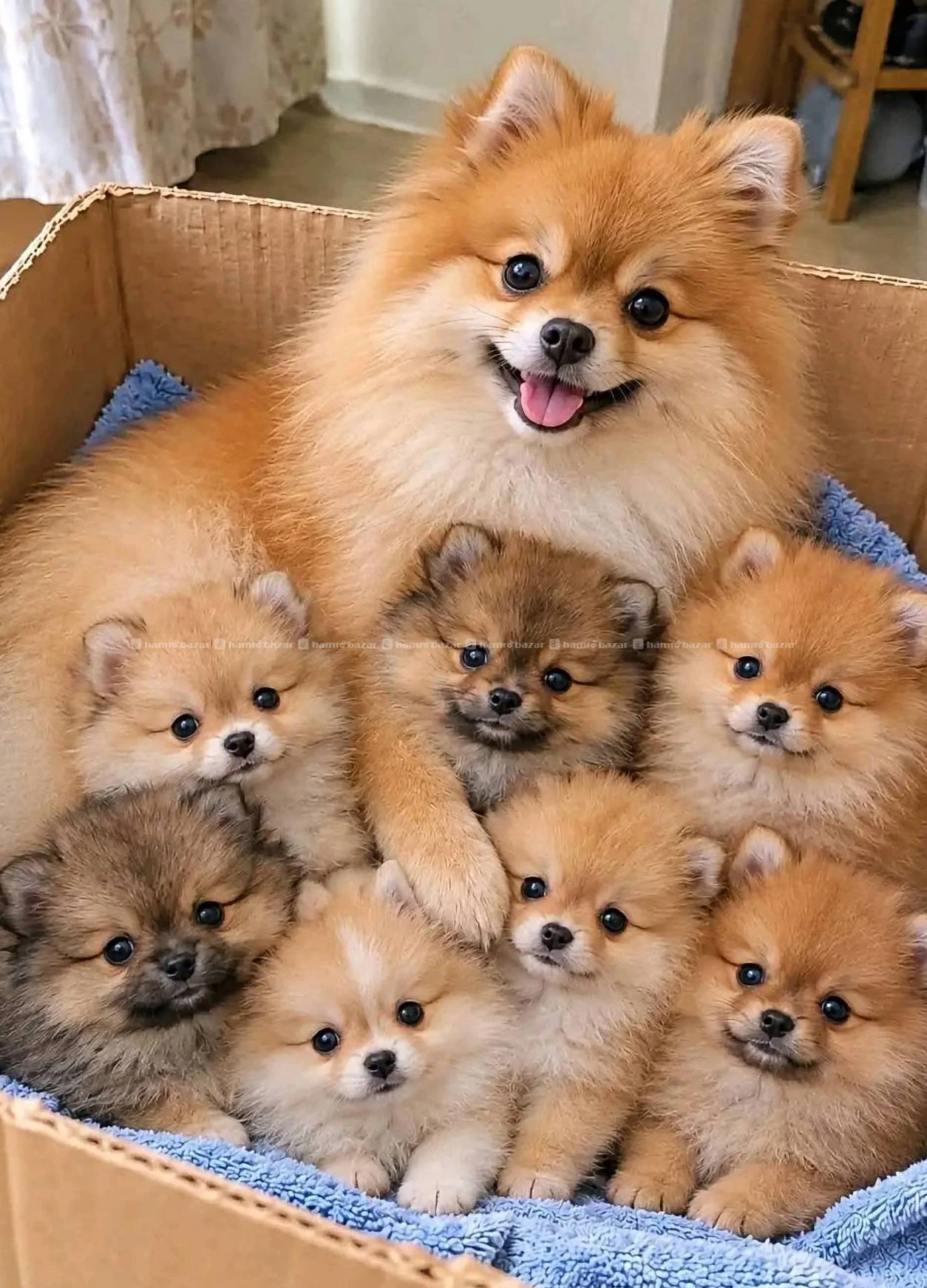 Pom puppy