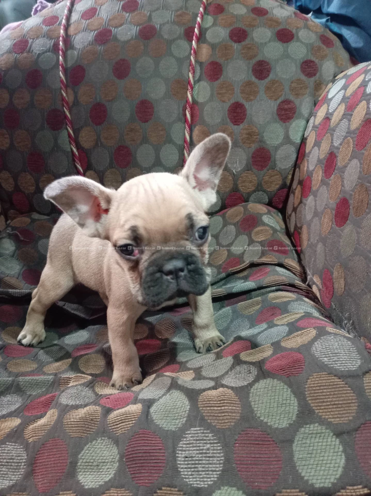 French bulldog puppy on sel