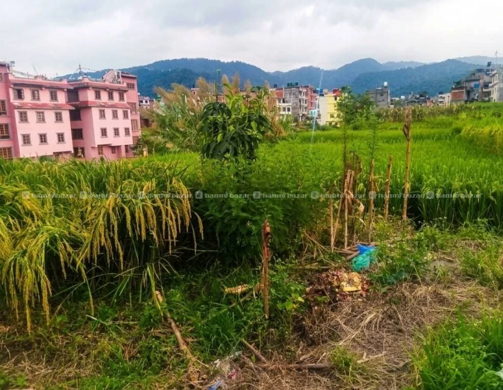 Bhaktapur Aadaraha hight ma plot bikrima