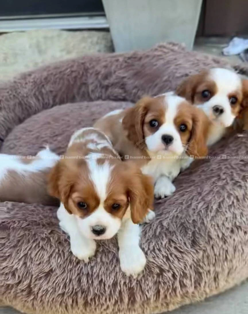 Cavalier king Charles spaniel available 3