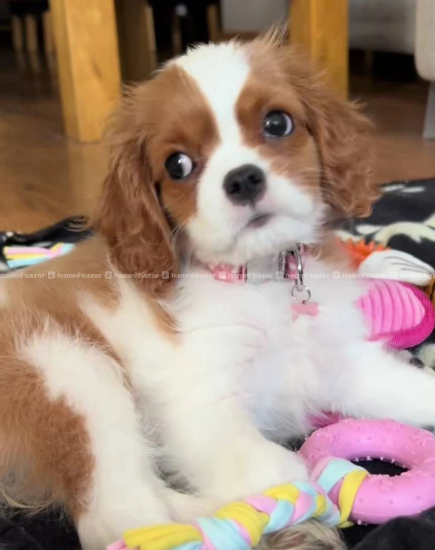 Cavalier king Charles spaniel available 2