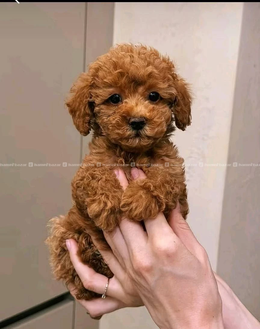 Poodle male available