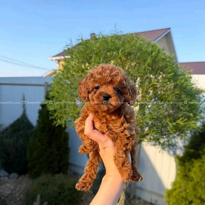 Toy poodle available 2