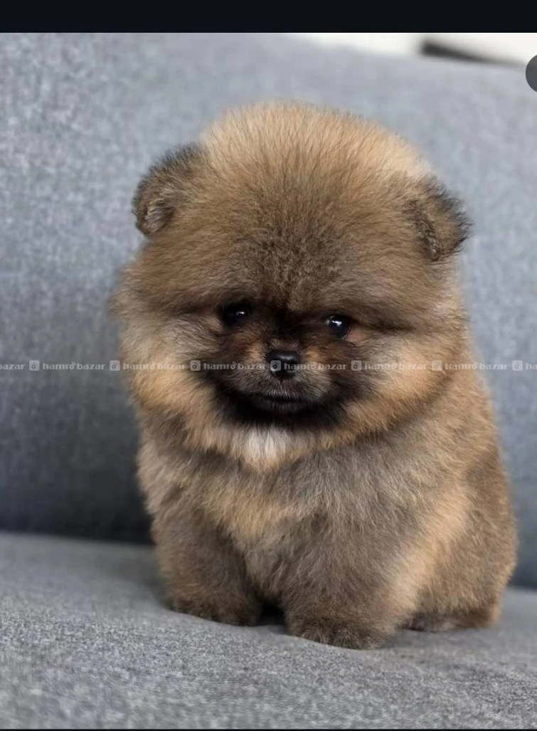 Toy Pomeranian available
