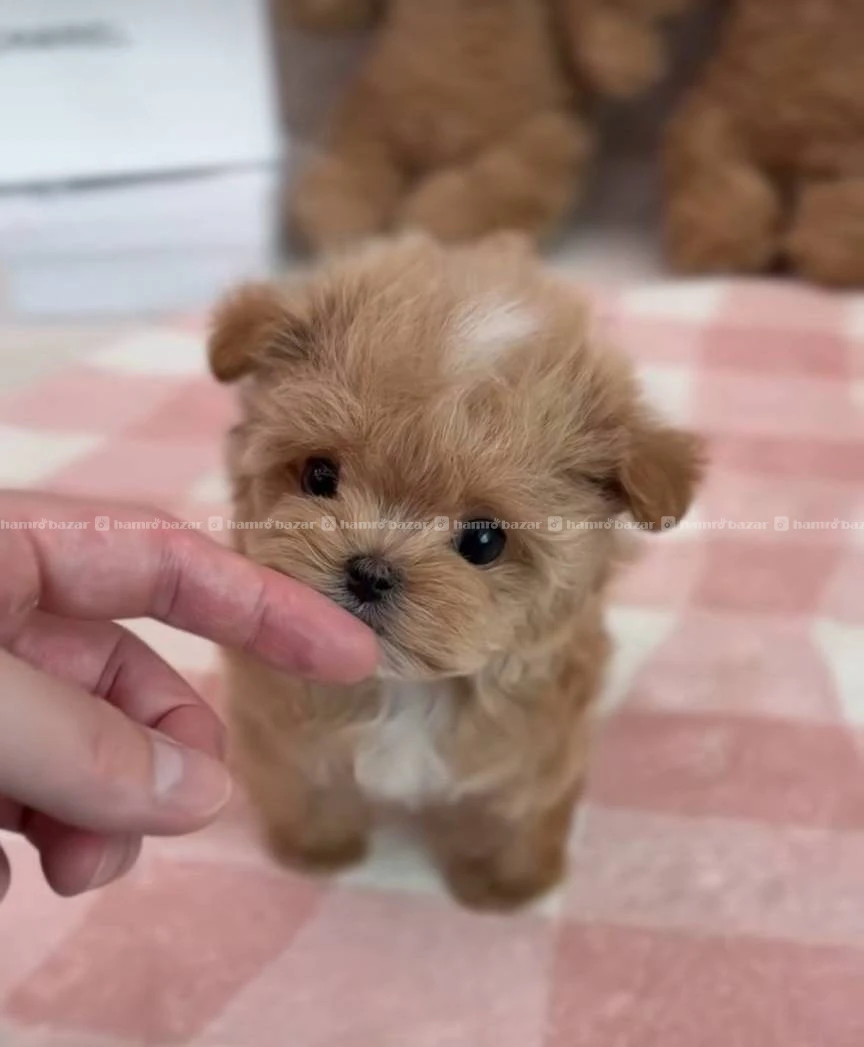 Maltipoo available