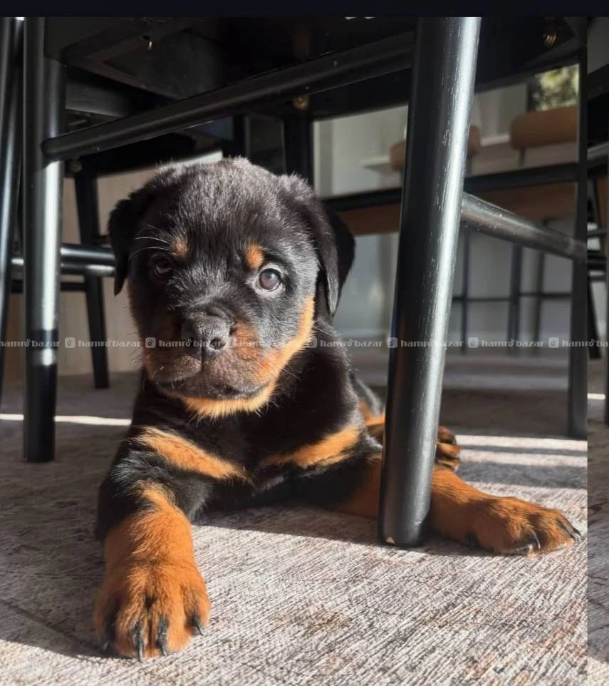 Rotweiler available