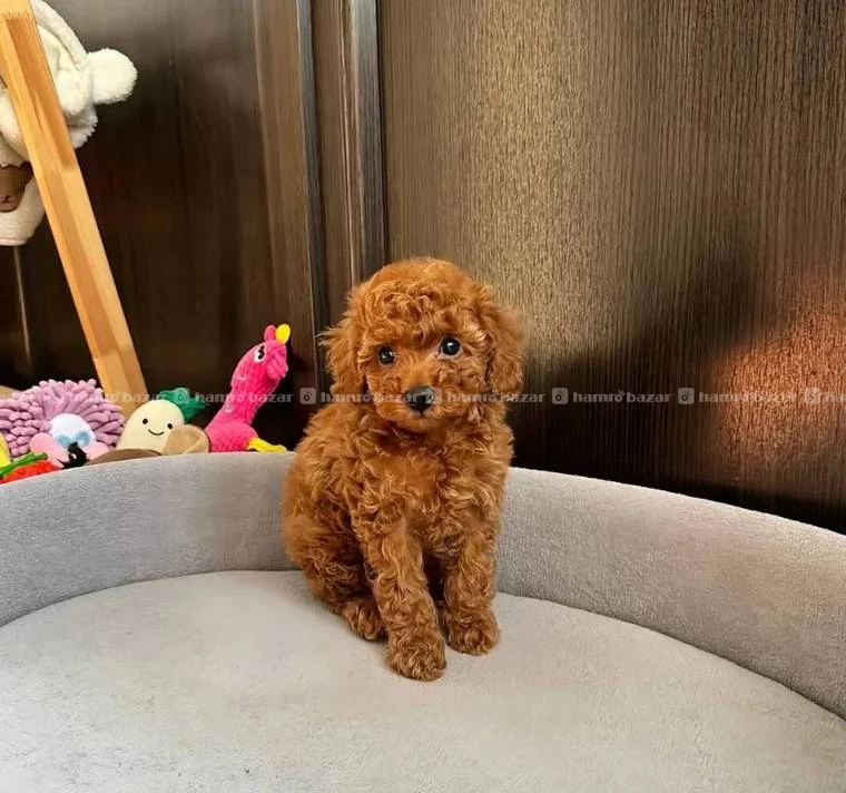 Poodle male available 3