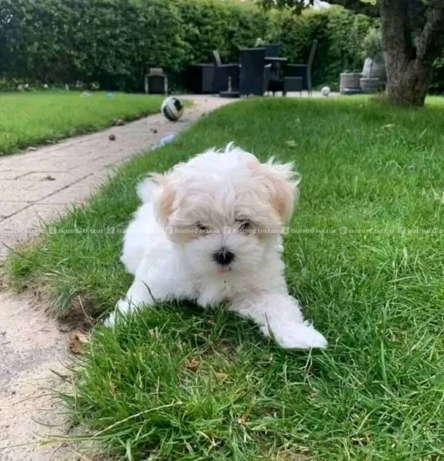 Maltese puppy available 4