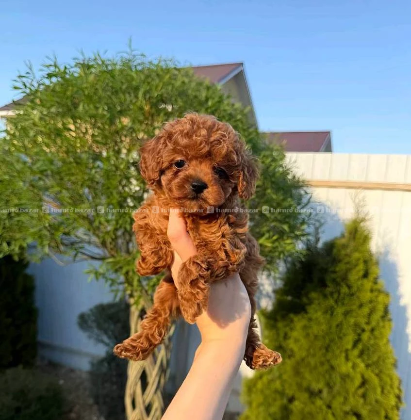 Toy poodle available 3