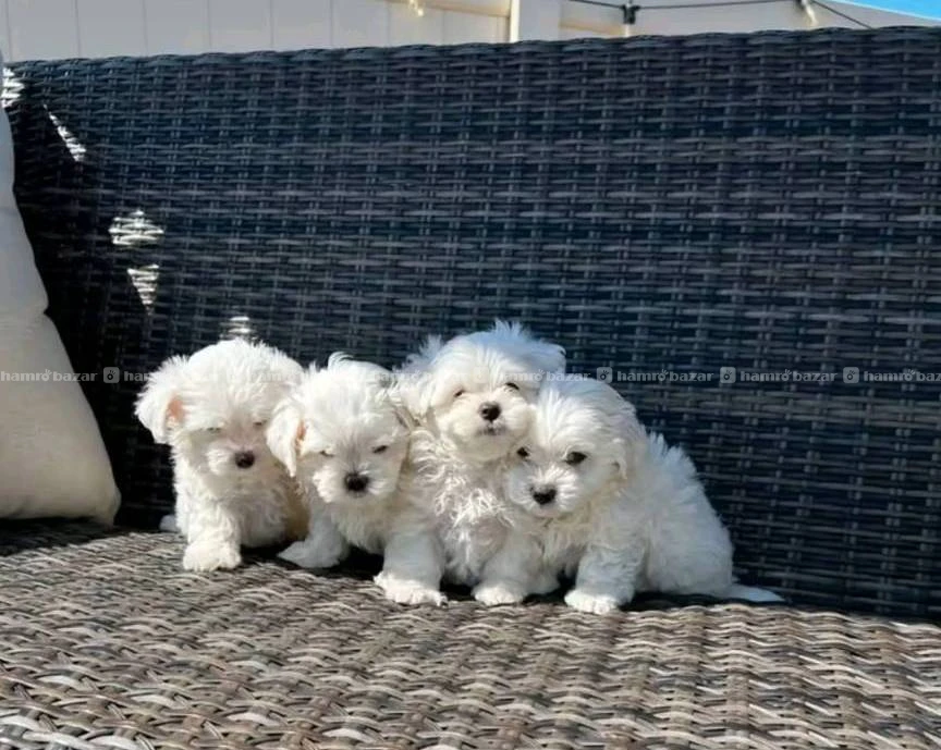 Maltese puppy available 3
