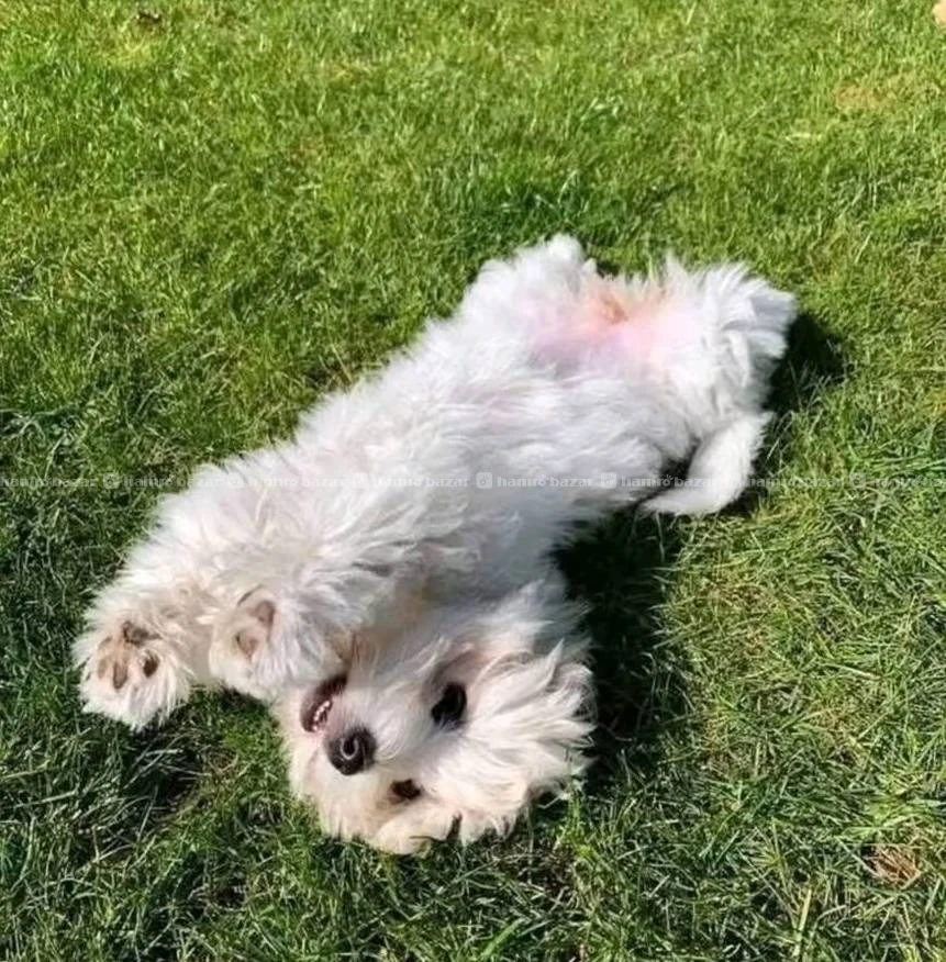 Maltese puppy available 5