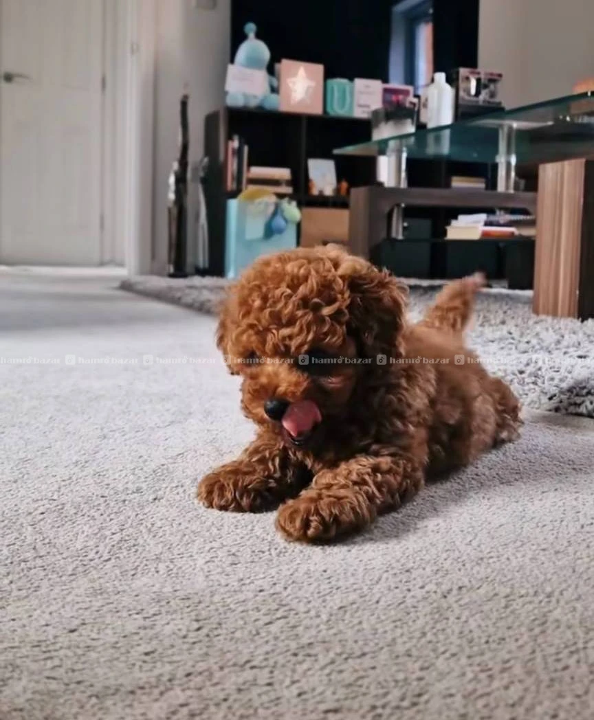 Poodle female available 3
