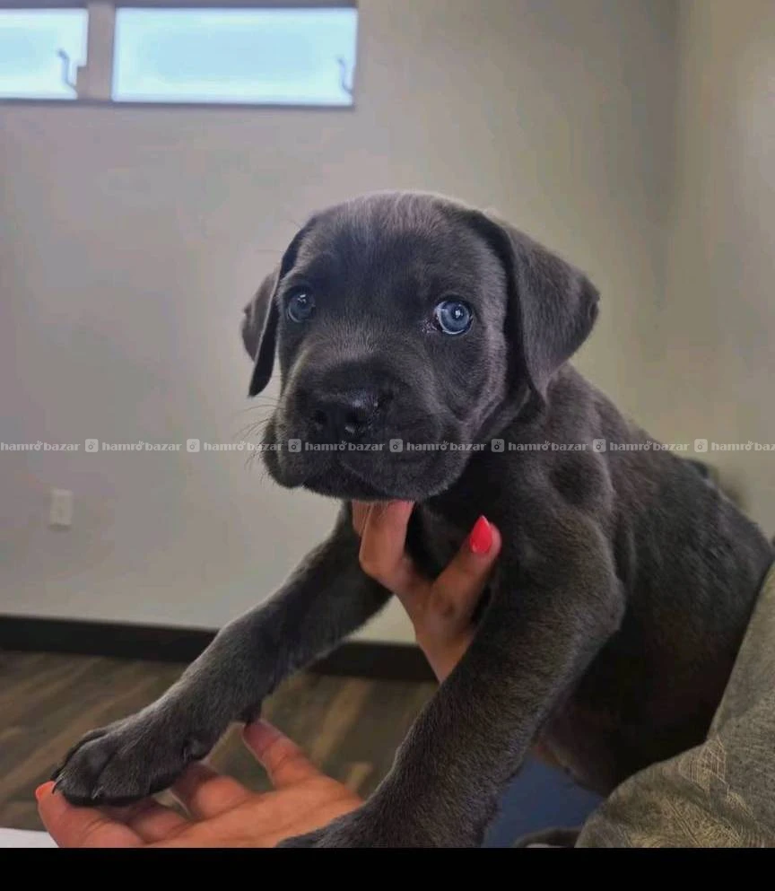 Cane corse puppy available